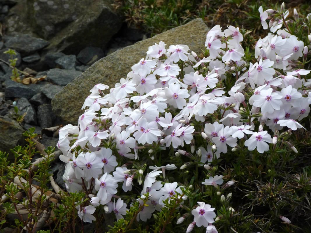 Phlox subulata 'Amazing Grace' photo